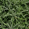 Artemisia dracunculus -- Estragon